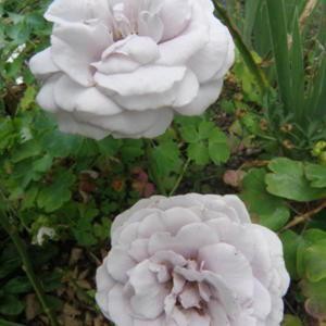 BLUE DIAMOND (hybrid tea)